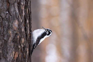 Üç - parmaklı ağaçkakan (Picoides tridactylus) bir çam ağacı üzerinde kadın