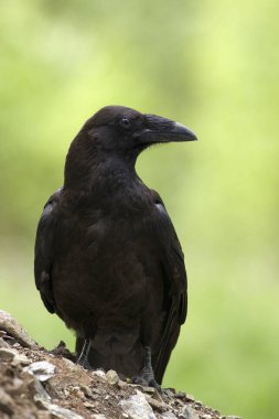 Ortak karga (Corvus corax portresi)