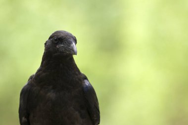 Ortak karga (Corvus corax portresi)