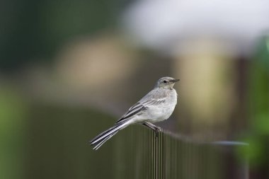 Metal bir çitin üzerinde oturan genç beyaz kuyruklu (Motacilla alba)