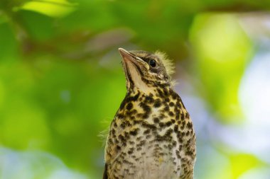 Genç Fieldfare Portresi (Turdus Pilaris)