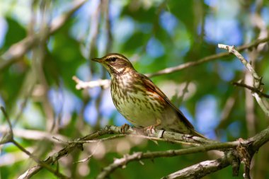 Kırmızıkanat (Turdus iliacus) bir dal üzerinde