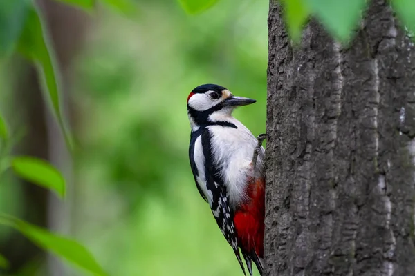 Великий Плямистий Дятел Dendrocopos Major Самець Дереві — стокове фото