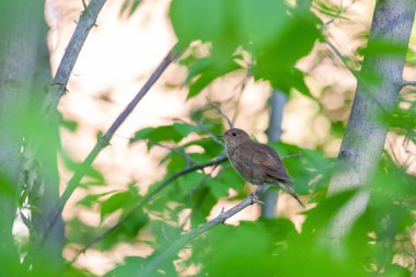 Bir dalda Thrush Nightingale (Luscinia luscinia)