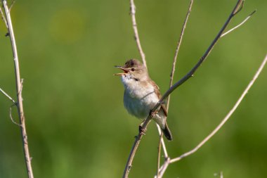 Blyth 'den Reed Warbler (Acrocephalus dumetorum)