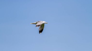 Uçuşta ortak martı (Larus canus)
