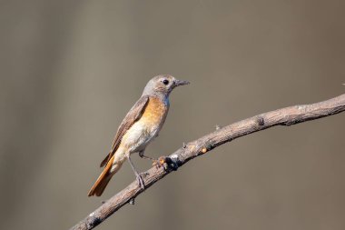 Yaygın Redstart (Phoenicurus phoenicurus) bir dalda bulunur. Kadın..