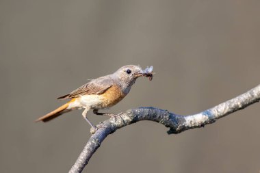 Yaygın Redstart (Phoenicurus Phoenicurus phoenicurus), yuva yapmak için besin içeren bir daldır. Kadın..