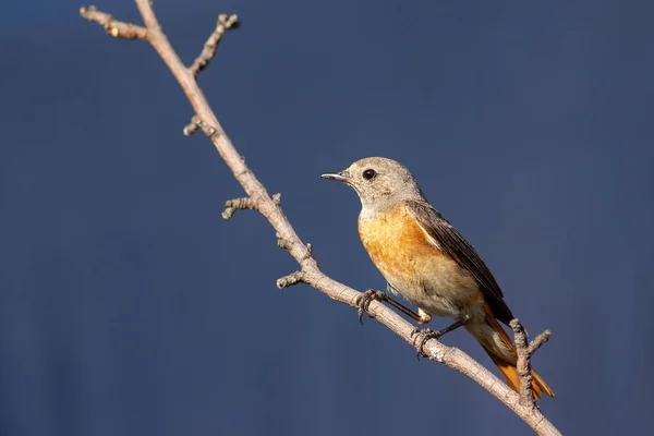 Fuligule Rouge Phoenicurus Phoenicurus Sur Une Branche Femmes — Photo