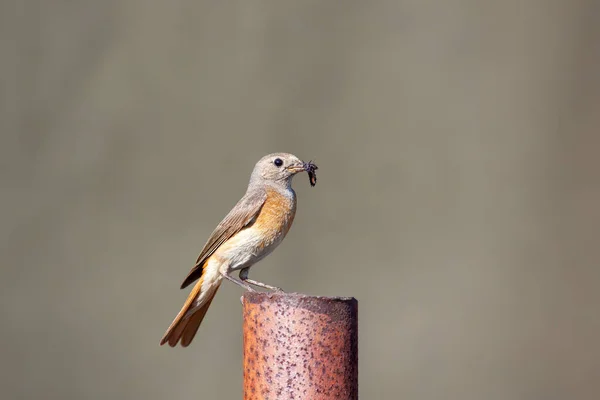 Обыкновенный Redstart Phoenicurus Phoenicurus Металлическом Шесте Кормом Птенцов Женский Пол — стоковое фото