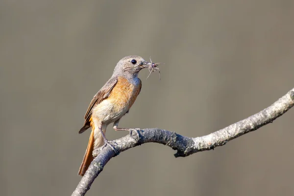 Redstart Comum Phoenicurus Phoenicurus Ramo Com Comida Para Ninhos Feminino — Fotografia de Stock