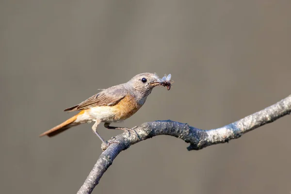 Redstart Comum Phoenicurus Phoenicurus Ramo Com Comida Para Ninhos Feminino — Fotografia de Stock