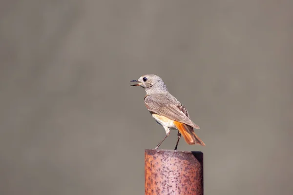 Обыкновенный Redstart Phoenicurus Phoenicurus Металлическом Полюсе Женский Пол — стоковое фото