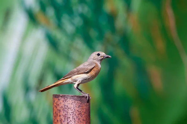 Обыкновенный Redstart Phoenicurus Phoenicurus Металлическом Шесте Кормом Птенцов Женский Пол — стоковое фото