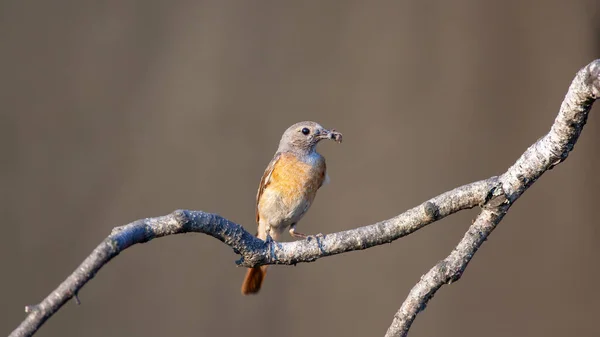 Commune Rousse Phoenicurus Phoenicurus Sur Une Branche Avec Nourriture Pour — Photo