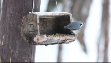 Nuthatch (Sitta europaea), Willow tit (Parus montanus), Crested Tit (Lophophanes cristatus), Coal tit (Parus ater) on a wooden bird feeder in winter