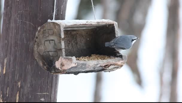 Nuthatch Sitta Europaea Willow Tit Parus Montanus Crested Tit Lophophanes — Stock video
