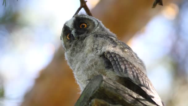 Hibou Des Marais Asio Otus Juvénile Sur Pin — Video