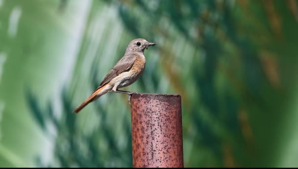 Redstart Común Phoenicurus Phoenicurus Poste Metal Con Alimento Para Los — Vídeos de Stock