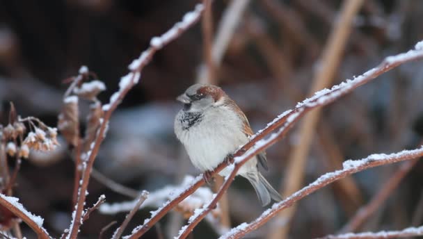 House Sparrow Passer Domesticus Een Tak Man — Stockvideo