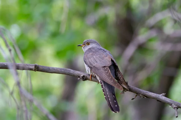 Oriental Cuckoo Cuculus Optatus Ramo Feminino — Fotografia de Stock
