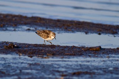 Little Stint (Calidris minute) sığ suda yürüyor.