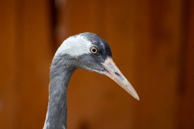 Kahverengi arka planı olan genç ortak Crane 'in portresi. 