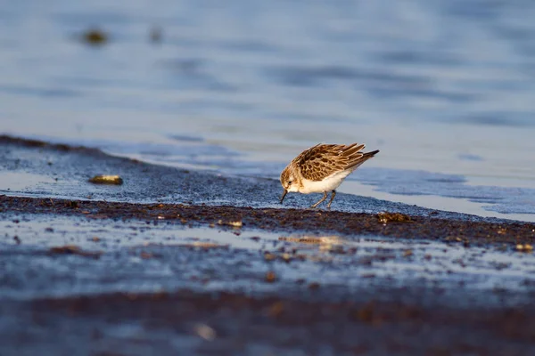 Little Stint Calidris Minuta Procura Comida Lago — Fotografia de Stock