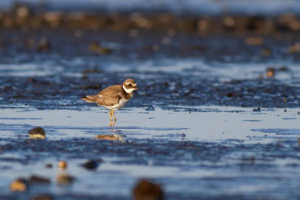 Κοινός Δακτύλιος Charadrius Hiaticula Ρηχά Νερά — Φωτογραφία Αρχείου