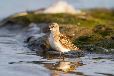 Suda duran Küçük İğne (Calidris minute).