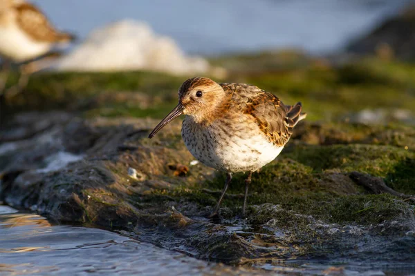 Dunlin Calidris Alpina Banco Areia — Fotografia de Stock