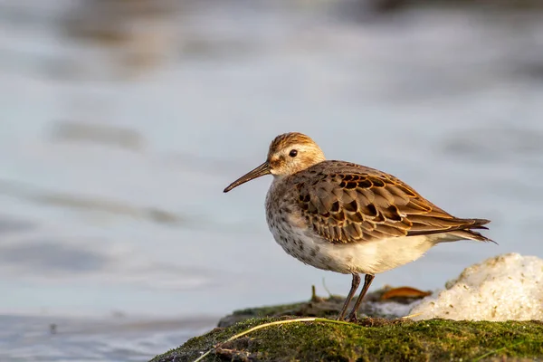 Dunlin Calidris Alpina Banco Areia — Fotografia de Stock