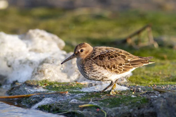 Dunlin Calidris Alpina Banco Areia — Fotografia de Stock