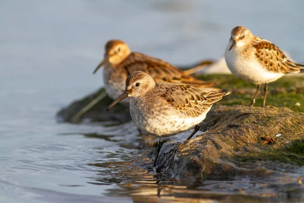 Dois Dunlin Calidris Alpina Little Stint Calidris Minuta Entrando Lago — Fotografia de Stock