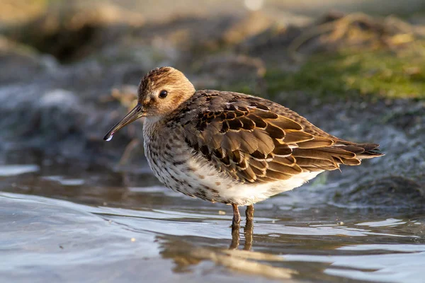 Dunlin Calidris Alpina Água — Fotografia de Stock