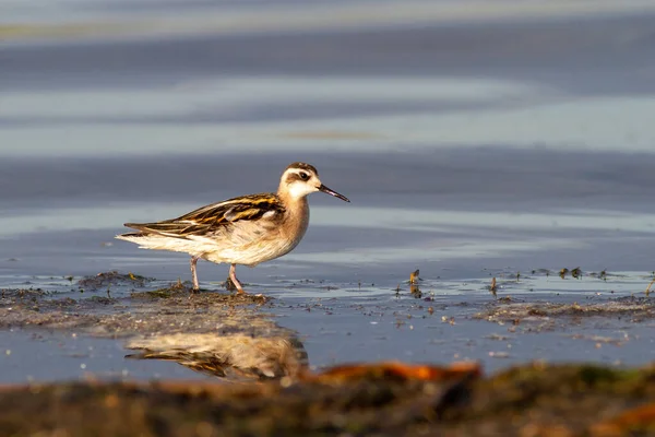 Phalarope Bec Étroit Phalaropus Lobatus Debout Dans Eau — Photo