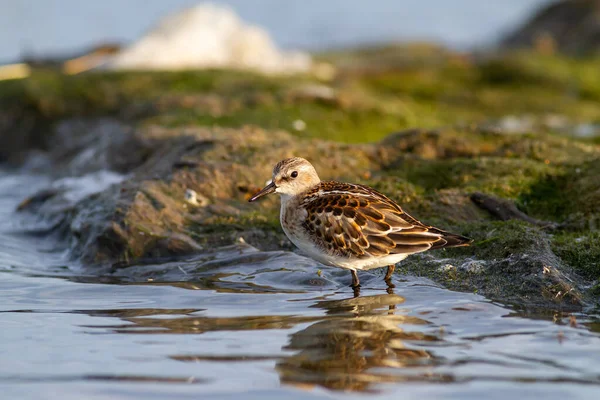 Μικρή Άμυνα Calidris Minuta Στέκεται Στο Νερό — Φωτογραφία Αρχείου