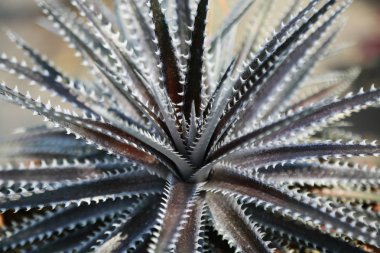 Bahçede aloe vera ve detaylar için aloe vera kapatın. Kadınların derisi ve yüzü için sağlıklı bir bitki. Organik çiftlikte ya da meyve bahçesinde.