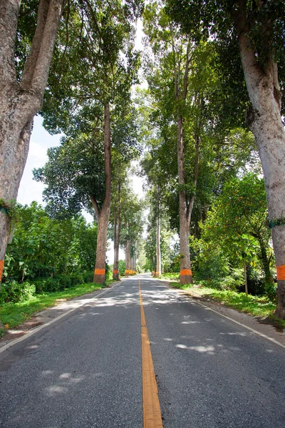 Venkovská Silnice Thajsku Mnoho Velkých Stromů Silnice Starší Silnice Životní — Stock fotografie