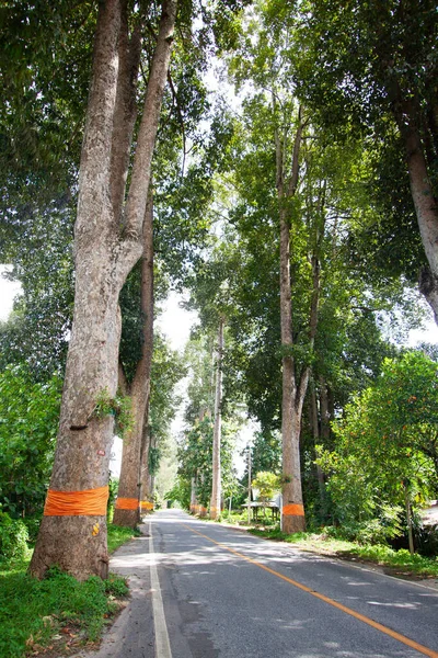 Landweg Thailand Veel Grote Bomen Buurt Van Weg Oudere Weg — Stockfoto