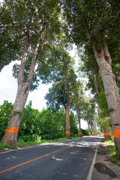 Landweg Thailand Veel Grote Bomen Buurt Van Weg Oudere Weg — Stockfoto