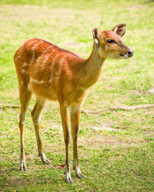 Yeşil çayır arka plan üzerinde vahşi antilop