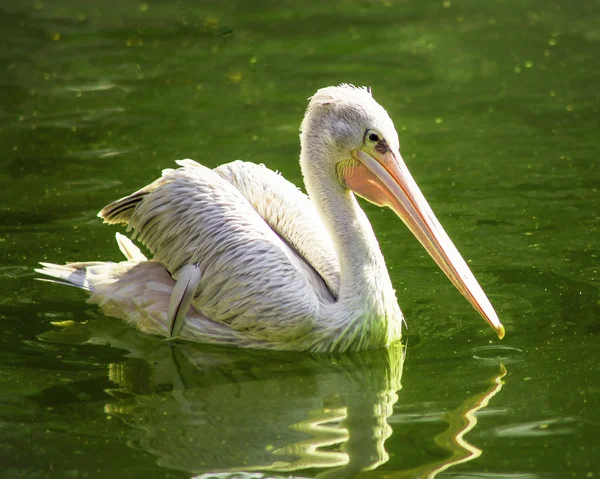 Pelican floating on a green sheet of water