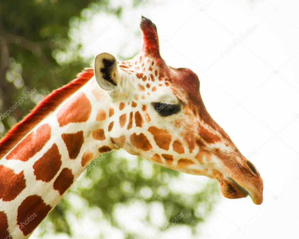 Portrait of a giraffe on a background of trees