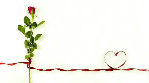 Romantic Red Rose White Background Ribbon Shape Heart Looking — Stock Photo, Image