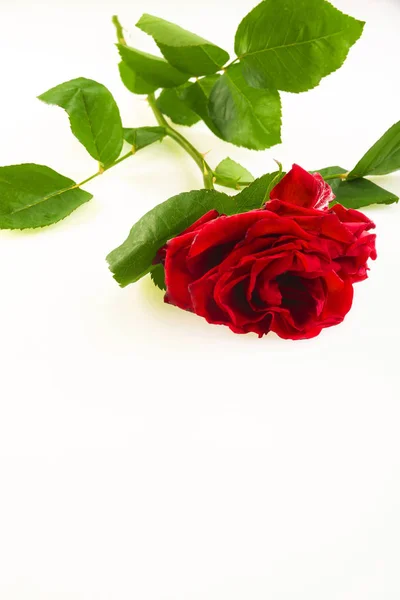 Romantický Červená Růže Bílém Pozadí Podívej Shora — Stock fotografie