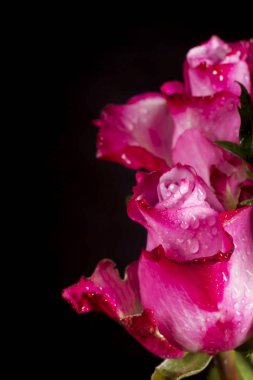 Siyah bir zemin üzerine iki mor gül