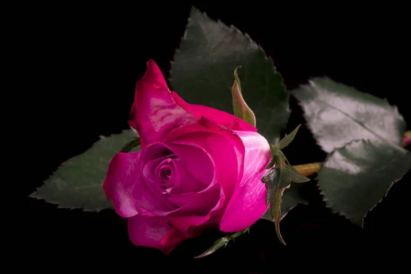 Jediné Purpurová Růže Černém Pozadí — Stock fotografie