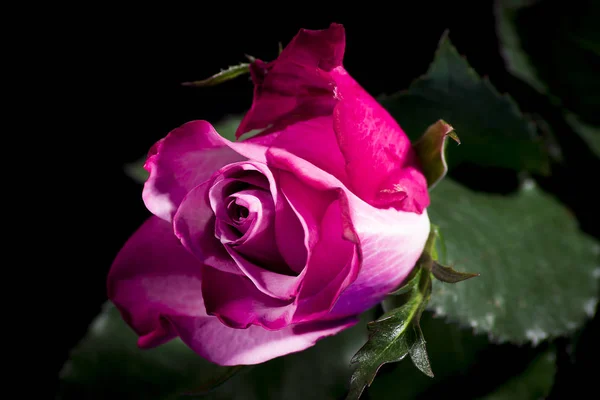Одна Фіолетова Троянда Чорному Тлі — стокове фото