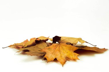 Sonbahar kavramı, beyaz arka planda renkli yaprakları